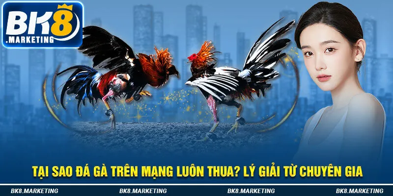 Tại Sao Đá Gà Trên Mạng Luôn Thua? Lý Giải Từ Chuyên Gia